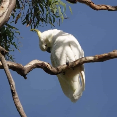 Cacatua galerita (Sulphur-crested Cockatoo) at Watson Green Space - 16 Mar 2024 by AniseStar