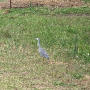 Egretta novaehollandiae at Wallaroo, NSW - 16 Mar 2024 12:09 PM