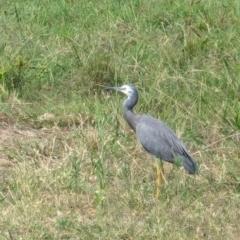 Egretta novaehollandiae at Wallaroo, NSW - 16 Mar 2024 12:09 PM