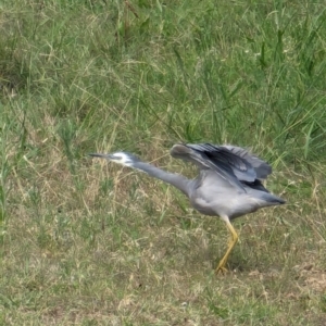 Egretta novaehollandiae at Wallaroo, NSW - 16 Mar 2024 12:09 PM