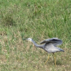 Egretta novaehollandiae at Wallaroo, NSW - 16 Mar 2024 12:09 PM