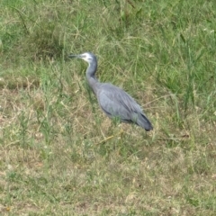 Egretta novaehollandiae at Wallaroo, NSW - 16 Mar 2024 12:09 PM