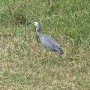 Egretta novaehollandiae at Wallaroo, NSW - 16 Mar 2024 12:09 PM