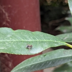 Pogonortalis doclea at Wallaroo, NSW - 16 Mar 2024 12:01 PM