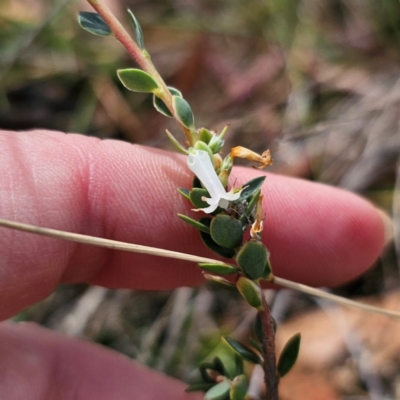 Brachyloma daphnoides (Daphne Heath) at Captains Flat, NSW - 16 Mar 2024 by Csteele4