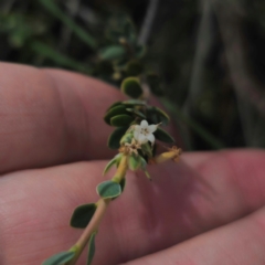 Brachyloma daphnoides at QPRC LGA - 16 Mar 2024