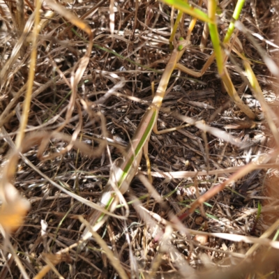 Unidentified Praying mantis (Mantodea) at Young, NSW - 11 Mar 2024 by Csteele4