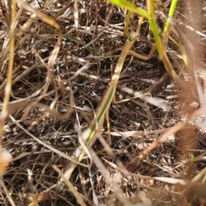 Tenodera australasiae at Young, NSW - 12 Mar 2024 10:57 AM