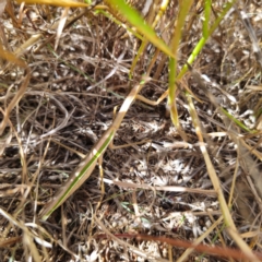 Tenodera australasiae at Young, NSW - 12 Mar 2024 10:57 AM