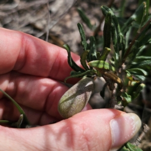 Billardiera scandens at QPRC LGA - 16 Mar 2024