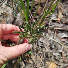 Billardiera scandens at QPRC LGA - 16 Mar 2024