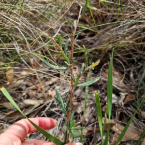 Billardiera scandens at QPRC LGA - 16 Mar 2024