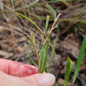 Billardiera scandens at QPRC LGA - 16 Mar 2024