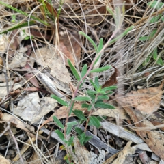 Billardiera scandens at QPRC LGA - 16 Mar 2024