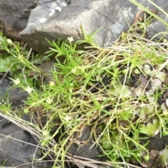 Sagina namadgi (Native Pearlwort) by DavidMcKay