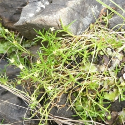 Sagina namadgi (Native Pearlwort) at Bolaro, NSW - 23 Feb 2024 by DavidMcKay