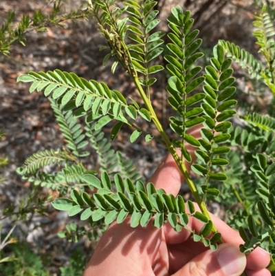 Indigofera australis subsp. australis (Australian Indigo) at Hughes Garran Woodland - 16 Mar 2024 by Tapirlord