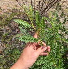 Indigofera australis subsp. australis at Red Hill to Yarralumla Creek - 16 Mar 2024