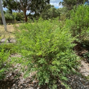 Indigofera australis subsp. australis at Red Hill to Yarralumla Creek - 16 Mar 2024