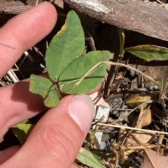 Glycine tabacina at Red Hill to Yarralumla Creek - 16 Mar 2024