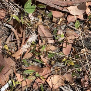 Glycine tabacina at Red Hill to Yarralumla Creek - 16 Mar 2024