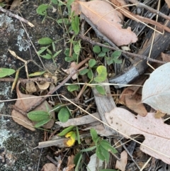 Glycine tabacina at Red Hill to Yarralumla Creek - 16 Mar 2024
