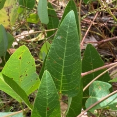 Hardenbergia violacea (False Sarsaparilla) at Hughes, ACT - 16 Mar 2024 by Tapirlord