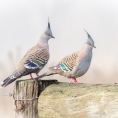 Ocyphaps lophotes (Crested Pigeon) at Macarthur, ACT - 3 Jun 2021 by ChrisBlunt