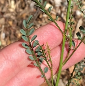 Indigofera adesmiifolia at Hughes Garran Woodland - 16 Mar 2024
