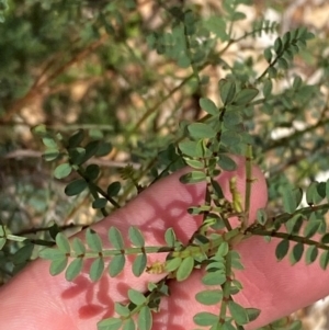 Indigofera adesmiifolia at Hughes Garran Woodland - 16 Mar 2024
