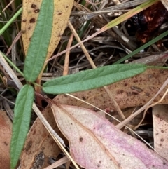 Grona varians (Slender Tick-Trefoil) at Phillip, ACT - 16 Mar 2024 by Tapirlord