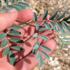 Indigofera australis subsp. australis (Australian Indigo) at Hughes Garran Woodland - 16 Mar 2024 by Tapirlord