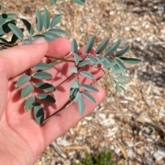 Indigofera australis subsp. australis at Red Hill to Yarralumla Creek - 16 Mar 2024