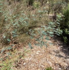 Indigofera australis subsp. australis at Red Hill to Yarralumla Creek - 16 Mar 2024