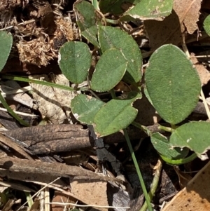 Glycine tabacina at Red Hill to Yarralumla Creek - 16 Mar 2024 02:06 PM