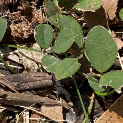 Glycine tabacina (Variable Glycine) at Red Hill to Yarralumla Creek - 16 Mar 2024 by Tapirlord