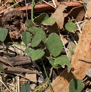 Glycine tabacina at Red Hill to Yarralumla Creek - 16 Mar 2024 02:06 PM