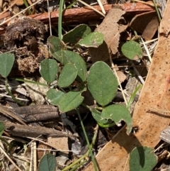 Glycine tabacina at Red Hill to Yarralumla Creek - 16 Mar 2024