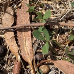 Glycine tabacina at Red Hill to Yarralumla Creek - 16 Mar 2024 02:06 PM