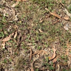 Glycine tabacina at Red Hill to Yarralumla Creek - 16 Mar 2024 02:06 PM