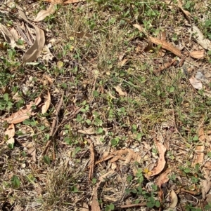 Glycine tabacina at Red Hill to Yarralumla Creek - 16 Mar 2024 02:06 PM