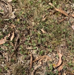 Glycine tabacina at Red Hill to Yarralumla Creek - 16 Mar 2024 02:06 PM