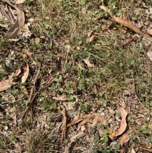 Glycine tabacina at Red Hill to Yarralumla Creek - 16 Mar 2024