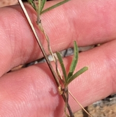 Glycine clandestina at Red Hill to Yarralumla Creek - 16 Mar 2024