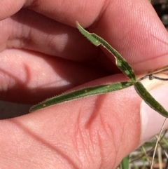 Glycine clandestina at Red Hill to Yarralumla Creek - 16 Mar 2024 01:59 PM
