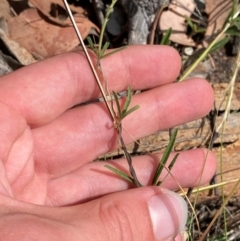 Glycine clandestina at Red Hill to Yarralumla Creek - 16 Mar 2024 01:59 PM