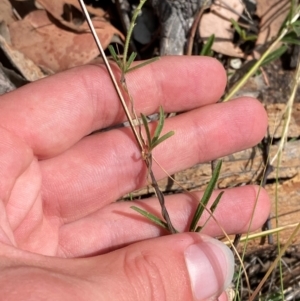 Glycine clandestina at Red Hill to Yarralumla Creek - 16 Mar 2024