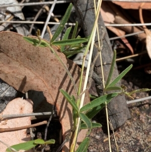 Glycine clandestina at Red Hill to Yarralumla Creek - 16 Mar 2024