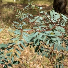 Indigofera australis subsp. australis (Australian Indigo) at Hughes Garran Woodland - 16 Mar 2024 by Tapirlord