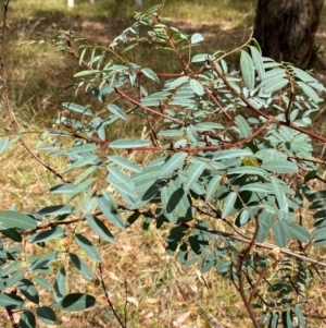 Indigofera australis subsp. australis at Hughes Garran Woodland - 16 Mar 2024